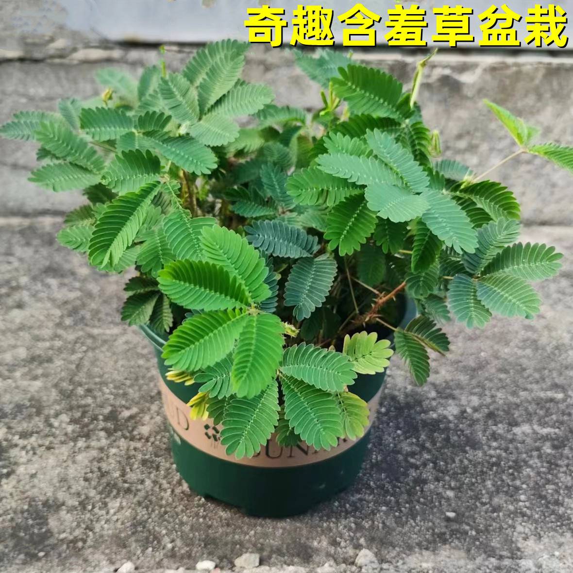 含羞草盆栽奇趣羞羞草植物阳台绿植花卉套餐四季好养观叶植物