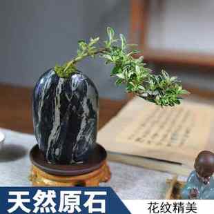 六月雪迷你盆栽创意石盆景绿植开花植物四季好养易活办公室微景观