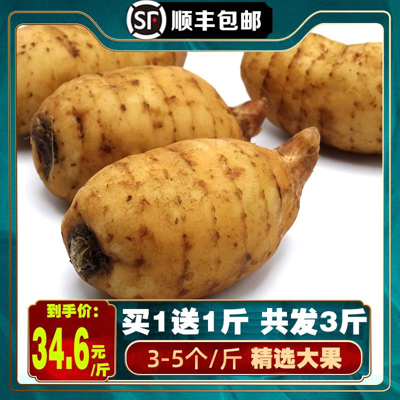 当季【3斤大精品】昭通新鲜天麻云南