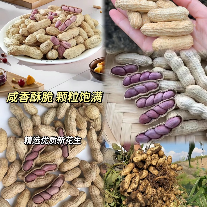 【500g仅8.9】龙岩湿烤花生紫