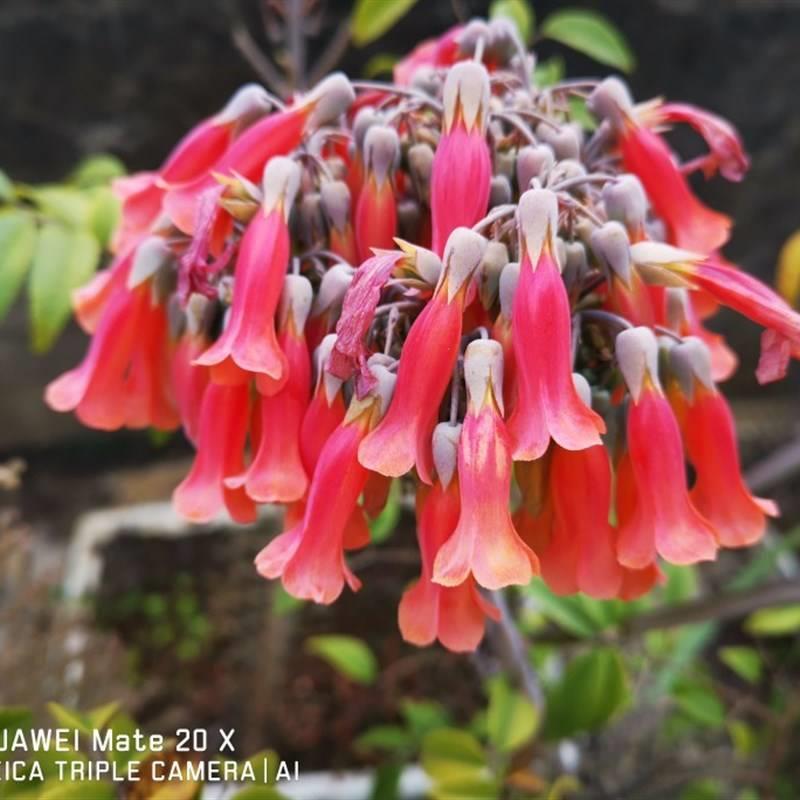 广西原生稀有花卉植物棒叶落地生根多肉绿植盆栽庭院雨林景观造景