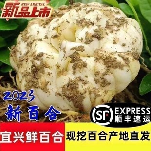 2023宜兴百合当季现挖新鲜百合5斤包邮新鲜食用土特产微苦