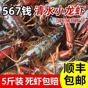 湖北鲜活小龙虾567钱净重5斤龙虾鲜活特大新鲜稻田虾青虾红虾顺丰