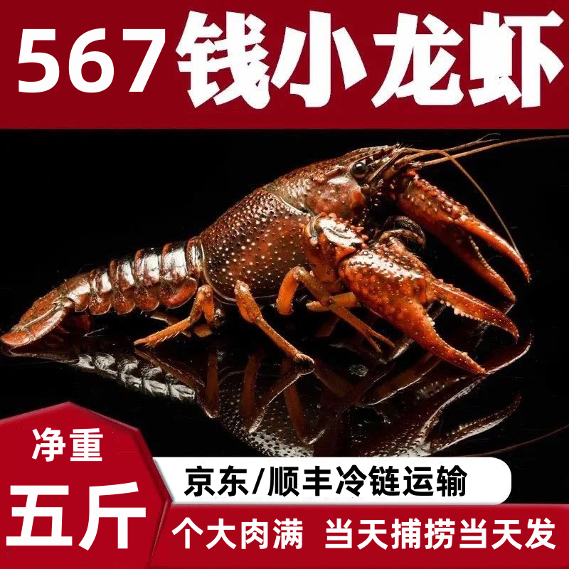 567钱净重5斤盱眙小龙虾鲜活活虾