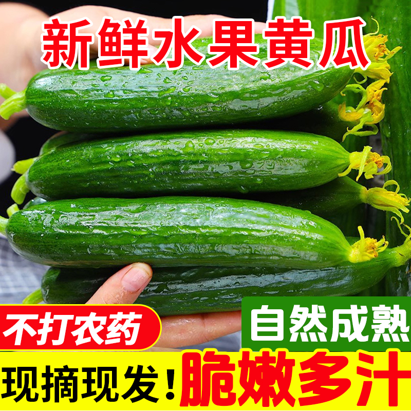 寿光蔬菜水果黄瓜生吃脆新鲜5斤青瓜