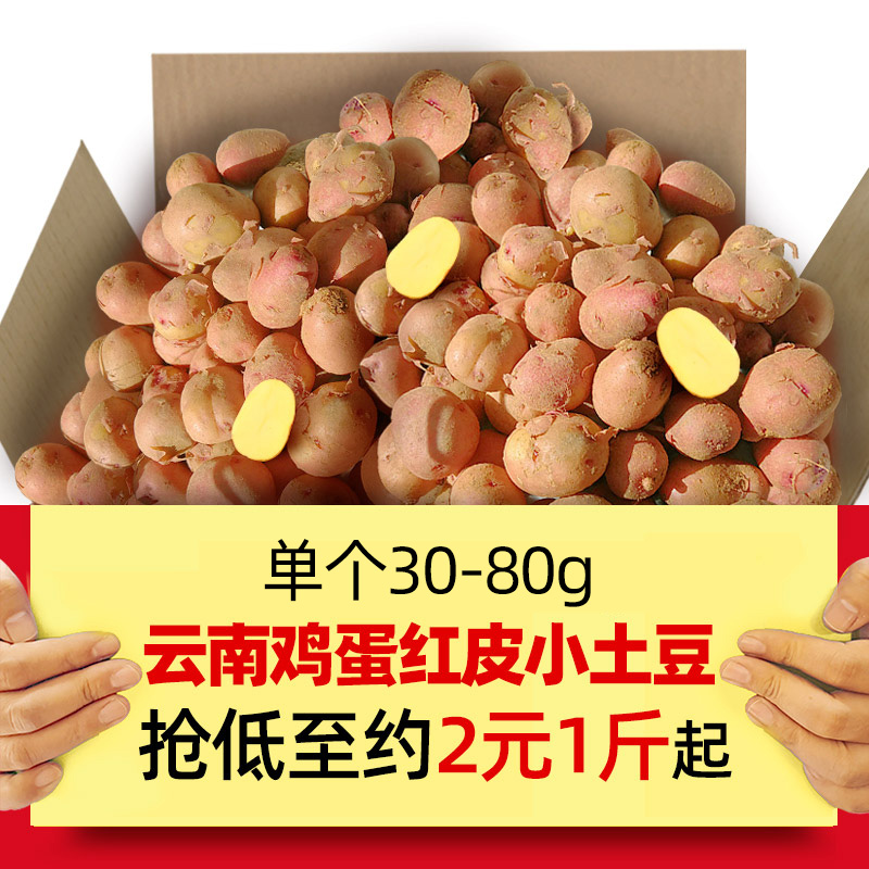 云南高山红皮小土豆5-9斤农家现挖黄心小土豆新鲜马铃薯洋芋蔬菜
