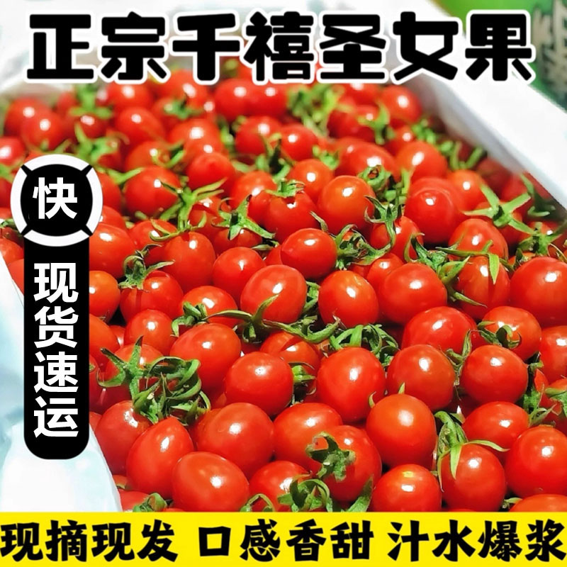 千禧果小番茄5斤圣女果新鲜现摘西红