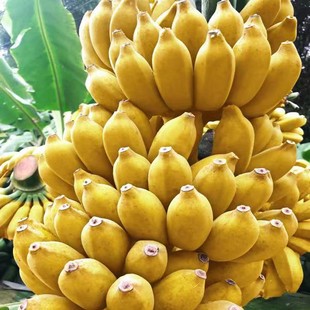 现摘广西小米蕉当季新鲜水果芭蕉苹果蕉自然熟香蕉整箱5/10斤包邮