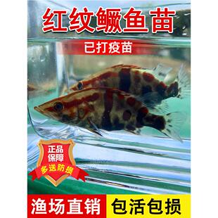 红纹鳜鱼苗活体淡水桂花鱼苗饲料鳜斑鳜冷水观赏鱼肉食性翘嘴鳜鱼