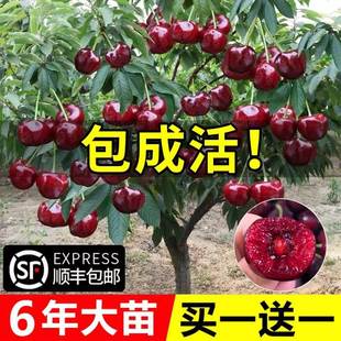 车厘子树苗樱桃树苖南方北方种植盆栽庭院果树矮化樱桃树大樱桃苗