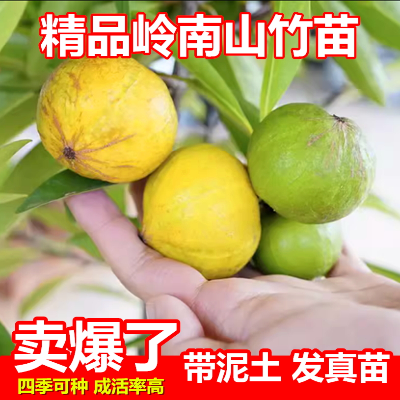 山竹苗岭南山竹树苗带营养杯土叶南方种植阳台庭院地盆栽绿化果树