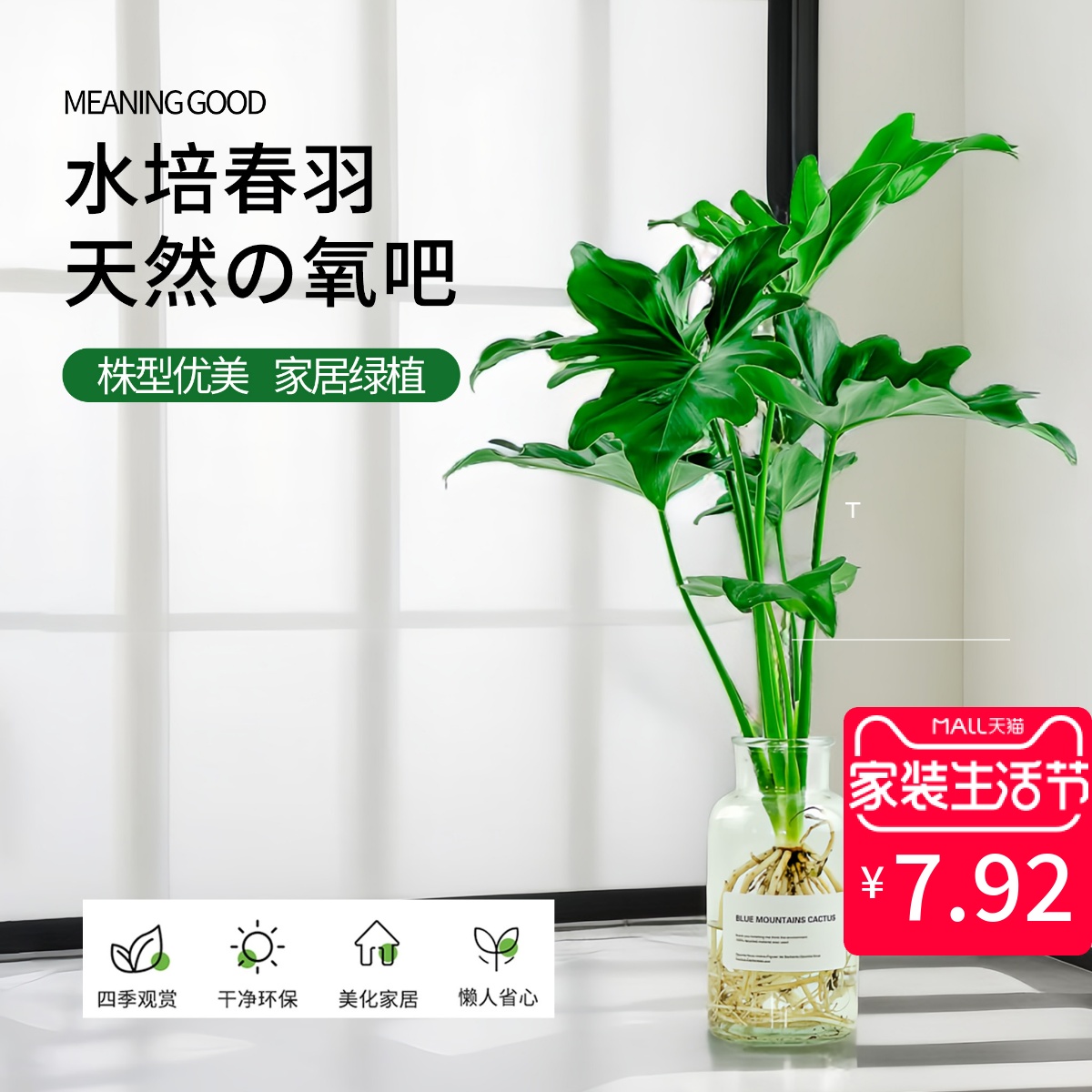 春羽水培植物盆栽室内绿植净化空气花