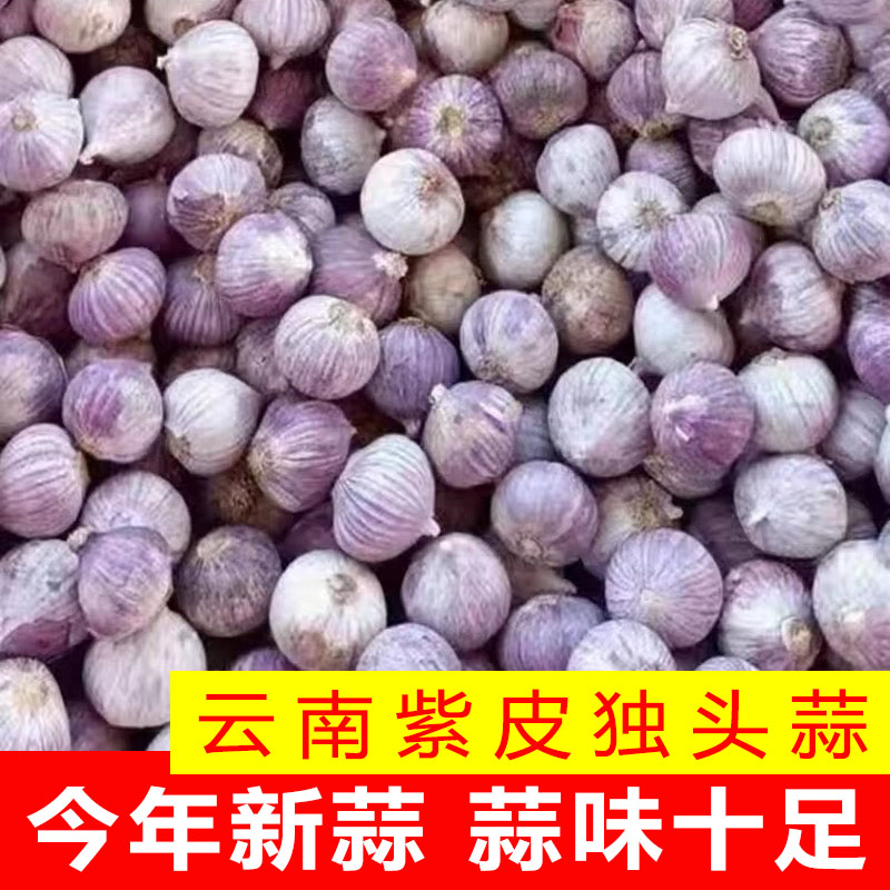 云南独头蒜3斤5斤紫皮大蒜干大蒜头