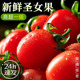 圣女果新鲜小番茄5斤水果当季蔬菜生吃自然熟3孕妇西红柿千禧山东