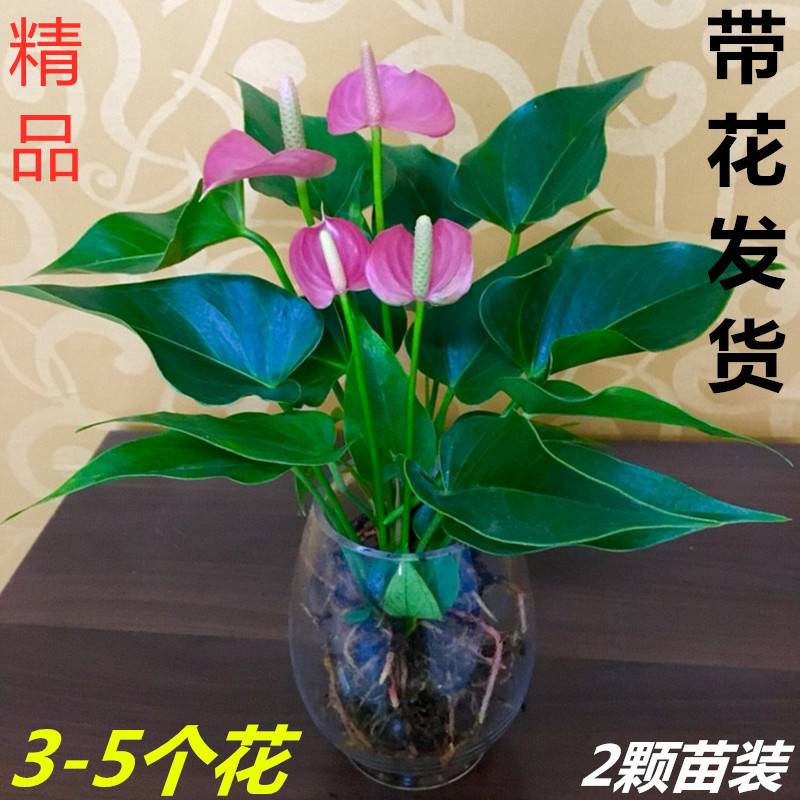 新品绿植 粉掌苗带花 室内盆栽植物 水培红掌绿萝 土培发财树包邮