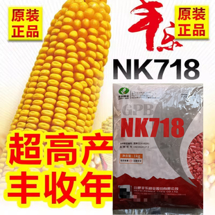 丰乐NK718矮杆高产杂交玉米种籽特大棒双胞胎正品种孑早熟苞谷种