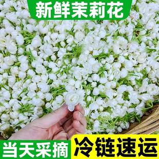 现摘茉莉花鲜花包鲜切花朵新鲜干花苞茉莉花卉手串手环可食用花束