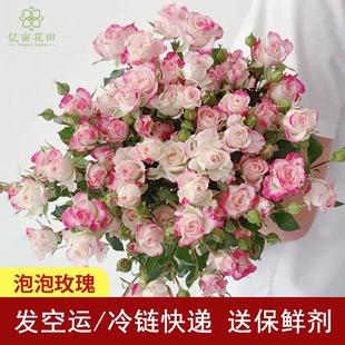 多头泡泡玫瑰鲜花云南基地直发家用水养插花昆明直批玫瑰花多多米