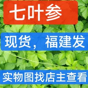 天麻杜仲七叶参中药材正品绞股蓝官方旗舰店泡茶包泡水不特级野生