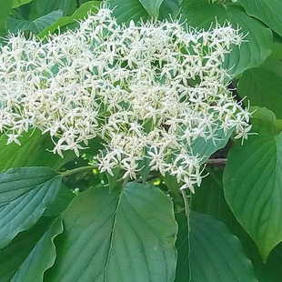 稀有品种别墅树灯台树苗花卉室外 庭院.四季常绿.植物.南北方种植