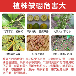 流体硼液体硼肥叶面肥微量元素水溶肥料保花保果授粉蔬菜番茄果树