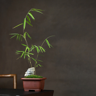 精品微型紫砂花盆宜兴刻绘小号四方内门竹子菖蒲多肉盆景植物桌面