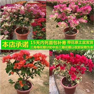 红樱三角梅室内盆栽庭院攀援花卉四季开花植物重瓣花苗三角梅花苗