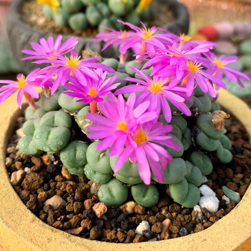 炮弹园艺 生石花 多肉植物