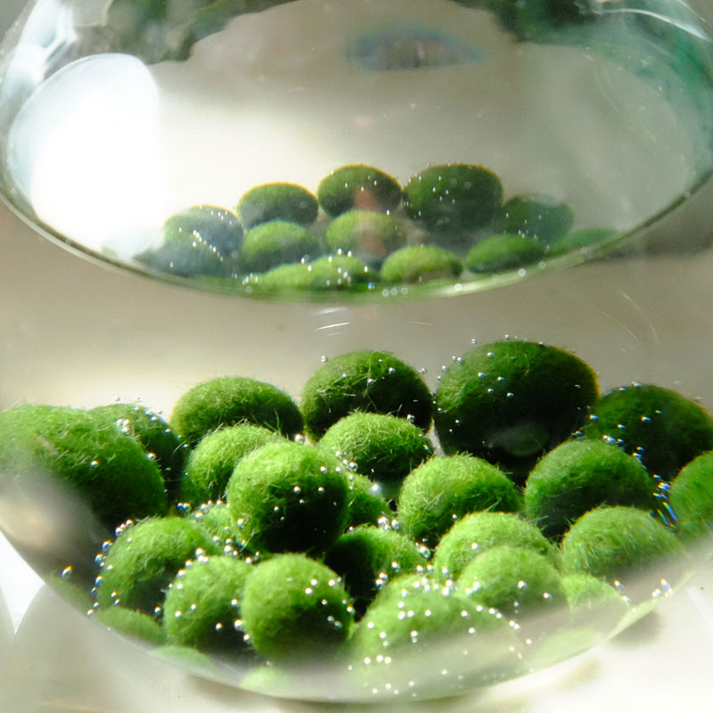 marimo幸福海藻球观赏活体真水草微景观生态瓶水族箱水培植物