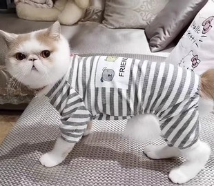 宠物猫咪衣服四脚衣夏季款蓝白金渐层防掉毛幼猫小狗狗家穿睡衣款