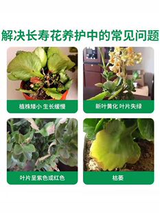 长寿花专用肥营养液花肥料盆栽通用型家用养花长寿花肥料促开花