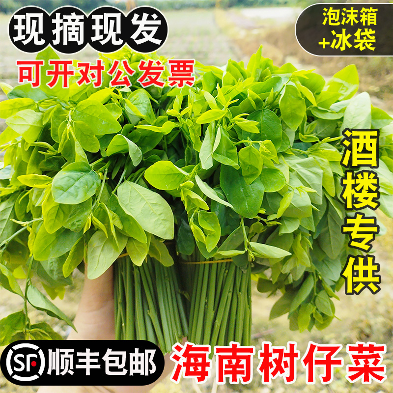 【顺丰】树仔菜新鲜潮汕树菜海南五指