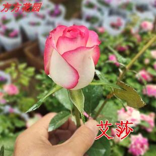 庭院四季阳台带 花苞花卉 玫瑰花苗盆栽绿植 观花盆栽月季 蔷薇