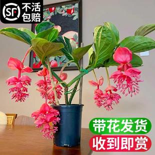 宝莲灯花盆栽带花苞发货室内客厅花卉大花型绿植物四季好养活花苗