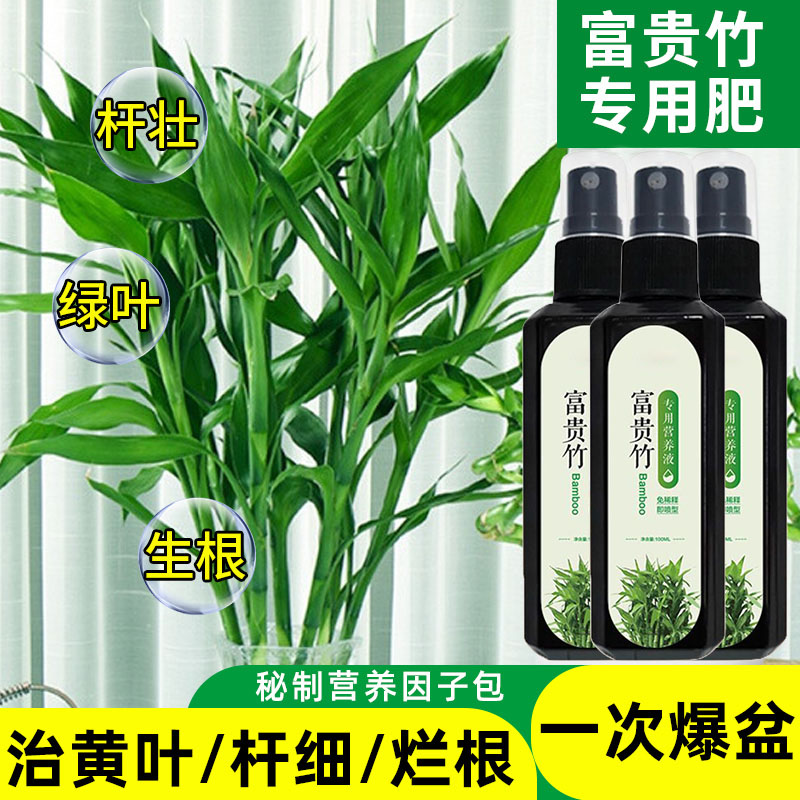 富贵竹营养液水培植物专用肥料转运观