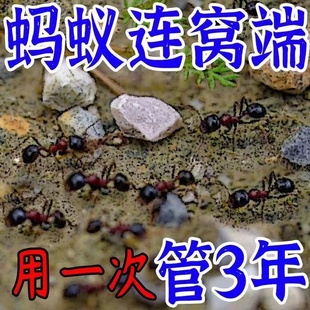 蚂蚁药家用一窝全窝端杀蚁饵剂厨房菜地驱大小红黄黑蚂蚁除虫粉剂