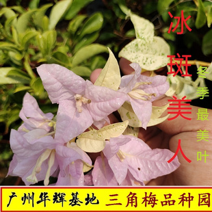 冰斑美人新品三角梅苗扦插苗鲜花爬藤盆栽植物阳台种植四季开花