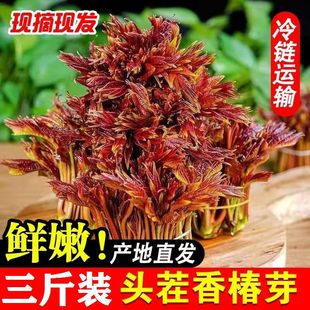 2024新鲜香椿芽嫩芽头茬春天菜农家现摘香椿叶特级蔬菜春芽菜