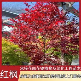 花镜植物庭院红枫树苗红舞姬盆栽日本风景树苗正宗三季红中国红枫