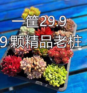 多肉植物大颗好养特大号老桩大型大株高端精品尺寸爆盆喜阳耐晒