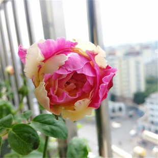 灌木风月四季开花玫瑰花苗浓香花卉绿植庭院阳台盆栽地栽蔷薇月季