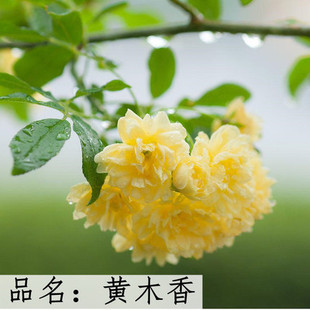 黄木香红木香花苗爬藤 藤本植物庭院爬墙耐寒花卉浓香