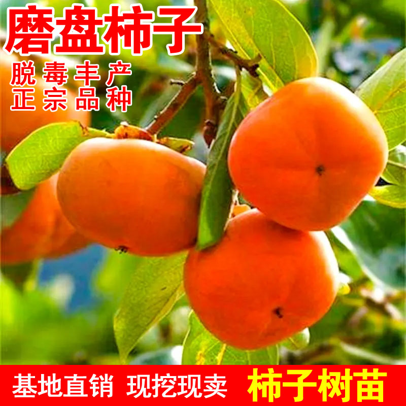 磨盘柿子苗树活苗南北种植柿子庭院地栽阳台盆栽嫁接柿苗当年结果