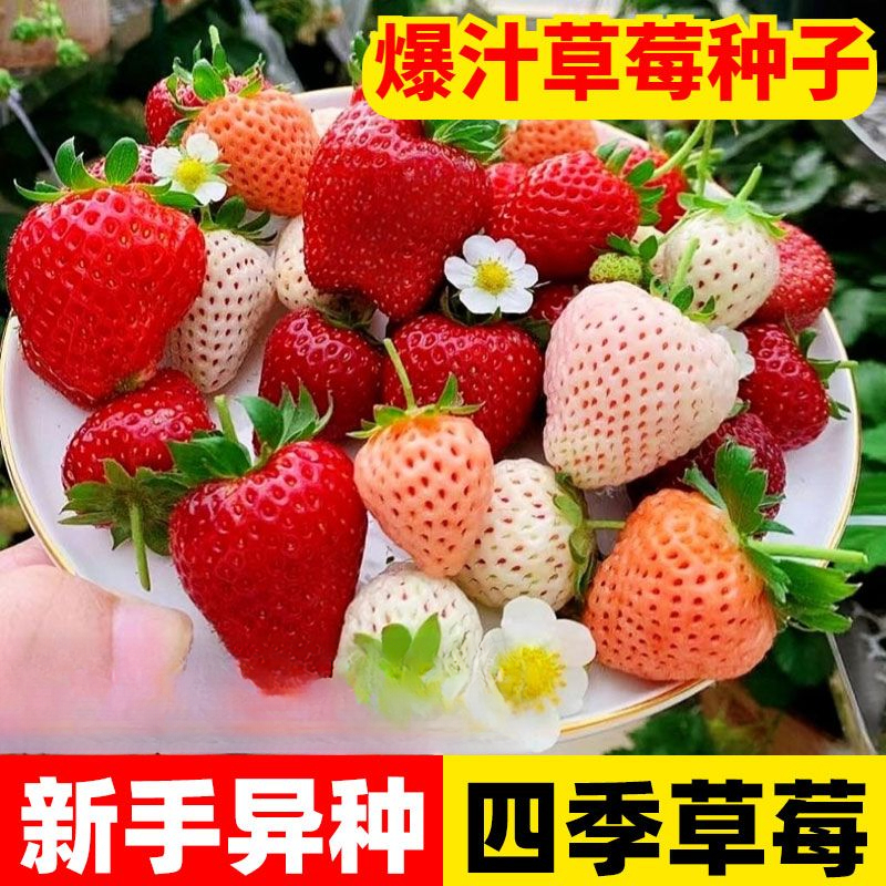 奶油草莓苗盆栽带盆带土红颜淡雪天使四季结果可食用阳台种植秧苗