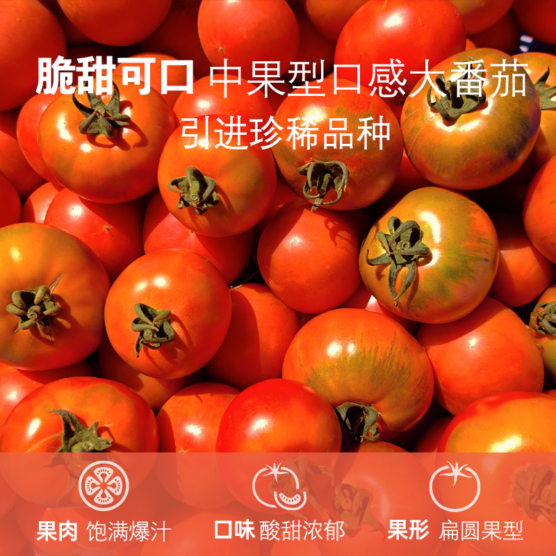 番茄星球高糖番茄进口西红柿网红粉番