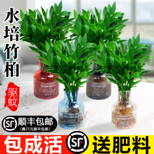 驱蚊竹柏水培植物室内盆栽绿植办公室桌面水养花卉好养活四季常青