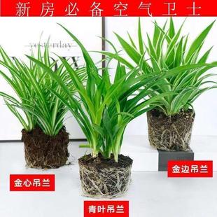 金边金心青叶吊兰盆栽四季种植办公室净化空气吸甲醛植物花卉