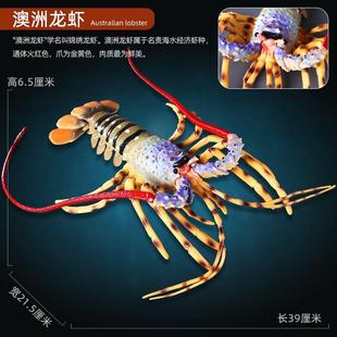 仿真海洋生物模型海底动物儿童玩具波士顿大龙虾澳龙认知礼物摆件