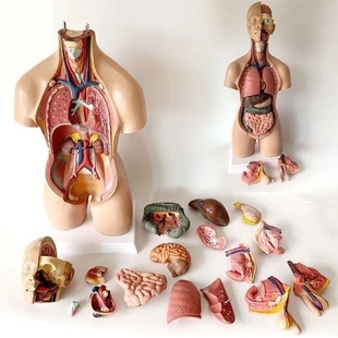 人体模型器官百科启蒙儿童玩具仿真解刨构造骨架内脏医学生物礼物