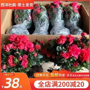 春夏西洋杜鹃花苗盆栽四季开花带花苞常青室外庭院花映山红小树苗